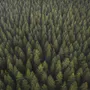 Pine Forest Landscape Wallpaper Mural