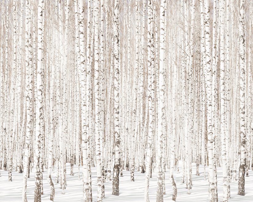 Papier peint forêt bouleaux hiver