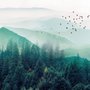 Misty Green Forest with Birds Wallpaper Mural
