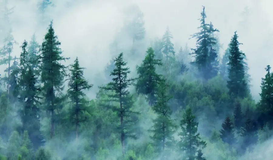 Wald Fototapeten