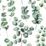 Watercolor Eucalyptus Leaf Wallpaper Mural